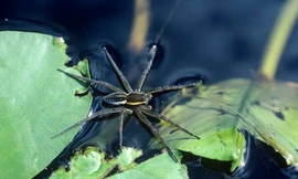 Loài vật nào có thể đi trên mặt nước?