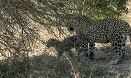 Báo mẹ nhịn đói nhường xác linh dương cho con