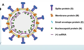 Phương pháp thử vi rút corona kết quả sau 70 phút