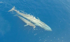 Kỳ diệu khoảnh khắc cá voi xanh cho con bú