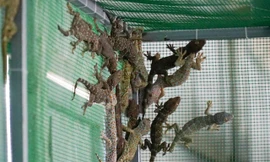 Mục sở thị trang trại nuôi tắc kè hoa 'độc nhất' ở Hà Nội