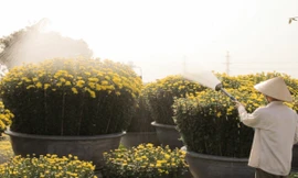 Hoa cúc 'khổng lồ' 16 triệu đồng mỗi cặp