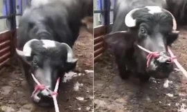 Bò mang thai quỳ gối không chịu đến lò mổ