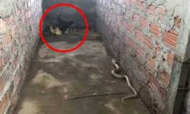 Gà mái tung liên hoàn cước đánh bại rắn hổ mang