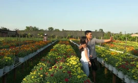 Làng hoa Sa Đéc hút khách du Xuân