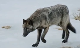 Sói để vuột nai sừng xám vào tay đối thủ