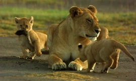 Sư tử mẹ đơn độc săn mồi nuôi con