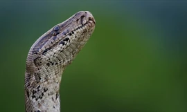 Trăn đá rình rập trong bóng đêm, nuốt trọn thỏ