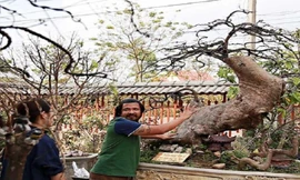 Bí mật về cây mai vàng Yên Tử được định giá triệu đô