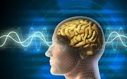 Con người sử dụng bao nhiêu phần trăm bộ não?