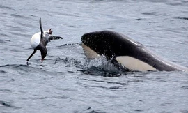 Chim cánh cụt lọt vào trận địa của đàn cá voi sát thủ