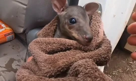 Người dân cứu kangaroo con từ ngọn lửa đang cháy ở Australia