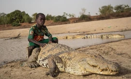 Ngôi làng nơi người dân sống chung với 200 con cá sấu