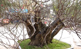 Đào rừng cho thuê giá 150 triệu