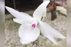 Thú chơi lan đột biến trị giá cả tỷ đồng của người Việt