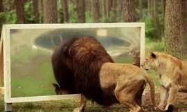 Phản ứng bất ngờ của sư tử với hình ảnh phản chiếu trong gương