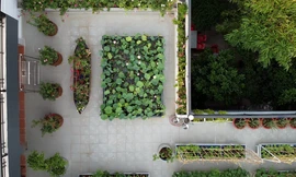 Làm hồ sen trên sân thượng 400 m2