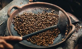Hạt cà phê đắt nhất thế giới