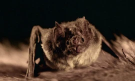 Cách dơi quỷ hút máu 30 phút con mồi không biết