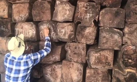 Hơn 1.000 m3 gỗ Giáng hương Tây Phi bị bắt