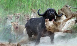 Xem trận ‘kịch chiến’ trâu một mình đánh bại đàn sư tử