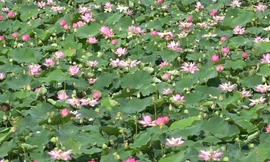 Trồng sen trên đất ruộng