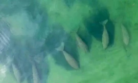 Ngạc nhiên xem cả đàn bò biển đổ bộ vào khu du lịch Thái Lan