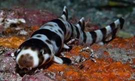 Những loài cá mập có khả năng 'đi bộ' dưới đáy biển