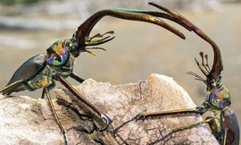 Bọ cánh cứng hất văng bạn tình sau khi giao phối