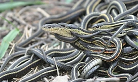 Rắn sọc đực giả rắn cái để lừa tình địch