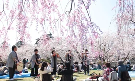 Nhật Bản cảnh báo người dân không nên ngắm hoa anh đào nở