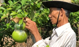 Vườn đào tiên hồ lô thu tiền tỷ dịp Tết Nguyên đán