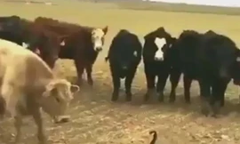 Chú ngỗng dũng cảm một mình đương đầu với cả đàn bò hiếu chiến