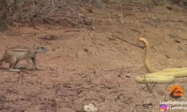 Sóc đất kịch chiến với hổ mang chúa suốt nửa giờ và kết cục