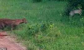 Bị báo đốm rượt đuổi, thỏ thoát chết trong gang tấc