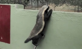 'Thiên tài' vượt ngục lửng mật