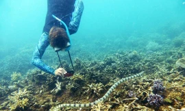 Tuổi tác không ngăn cản được những bà lão này bơi cùng rắn độc