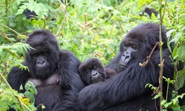 Xem loài khỉ đột hát cho nhau nghe từ camera giấu kín