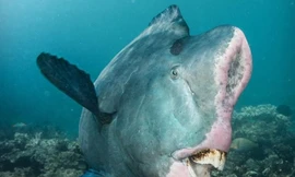 Loài cá có hàm răng lớn, ăn 5 tấn san hô mỗi năm