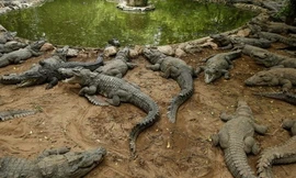 Sở thú cạn tiền, kiếm tiền nuôi cá sấu từ mạng xã hội