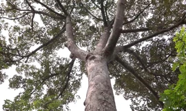 Chiêm ngưỡng cây sầu riêng gần 100 tuổi hiếm thấy ở miền Tây