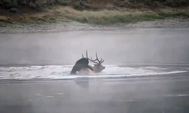 Gấu xám dìm chết nai sừng tấm