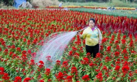Làng hoa ven Sài Gòn vào vụ Tết