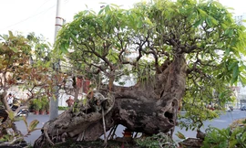 Cây lộc vừng hơn 100 tuổi