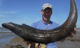 Phát hiện hóa thạch sừng bò 5.000 năm tuổi