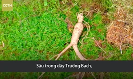 Nhân sâm hàng chục năm tuổi trên dãy Trường Bạch