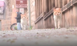 Chó, mèo trở thành 'vô gia cư' vì Covid-19
