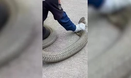 Bắt rắn hổ mang chúa khổng lồ chui vào nhà dân kiếm ăn