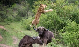 Trâu rừng châu Phi húc sư tử văng lên trời