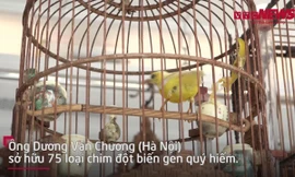 Đại gia Hà Nội gắn máy lạnh nuôi đàn chim quý 10 tỷ đồng